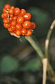Arisaema triphyllum fruit