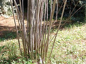 Archivo:Asparagus plocamoides (6)