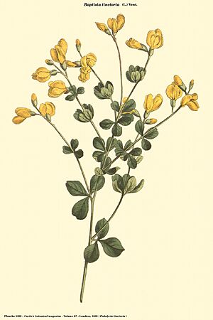 Archivo:Baptisia tinctoria (Curtis)