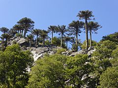 Bosque de araucarias, en un cerro de Icalma, Región de La Araucanía, Chile