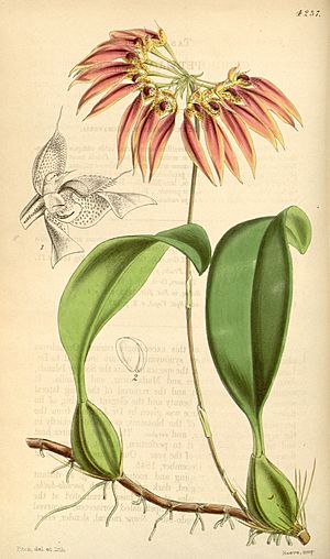 Archivo:Bulbophyllum longiflorum (as Cirrhopetalum thouarsii) - Curtis' 72 (Ser. 3 no. 2) pl. 4237 (1846)