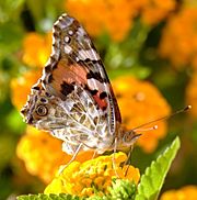 Archivo:Butterfly on yellow flower