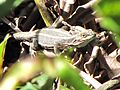 CYANOGASTER