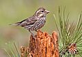Cassin's Finch (female)