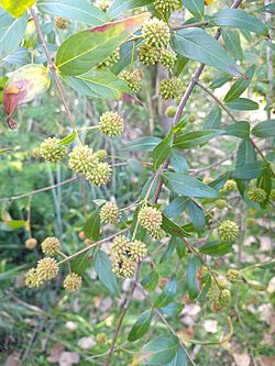 Cephalanthus glabratus imported from iNaturalist photo 52480344 on 28 March 2020.jpg