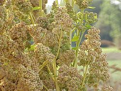 Chenopodium quinoa0.jpg