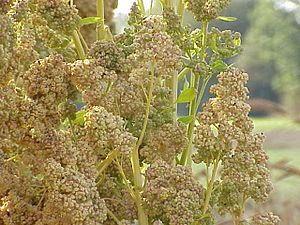 Archivo:Chenopodium quinoa0