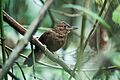 Clibanornis rufipectus - Santa Marta Foliage-gleaner
