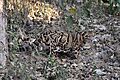 Clouded Leopard Neofelis nebulosa by Dr Raju Kasambe