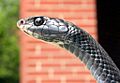Coluber constrictorPCCP20030612-1115B
