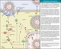Archivo:Coronavirus replication