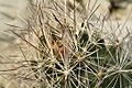 Coryphantha ramillosa ramillosa 3