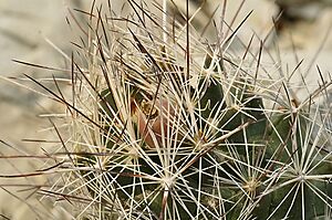 Archivo:Coryphantha ramillosa ramillosa 3