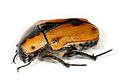 Cowboy beetle - Chondropyga dorsalis02