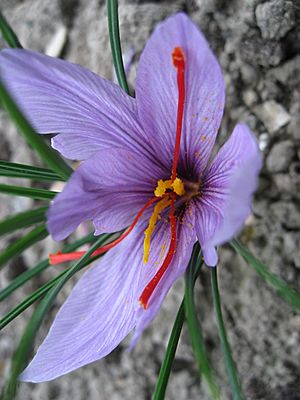 Archivo:Crocus sativus 01 by Line1