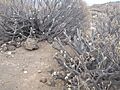 Daños por molinos eólicos