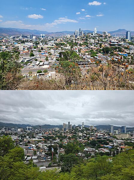 Deciduous Trees in Tegucigalpa
