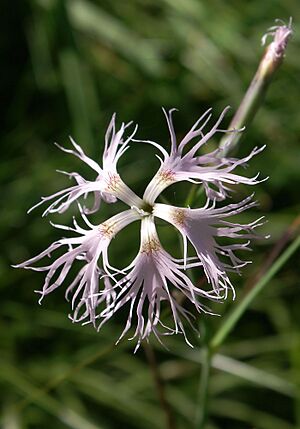 Archivo:Dianthus superbus Schweiz Julierpass 193