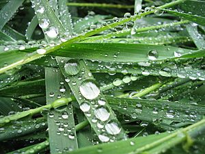 Archivo:Drops I