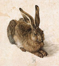 Archivo:Durer Young Hare