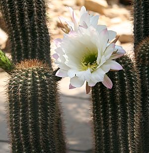 Archivo:Echinopsis smrziana 01