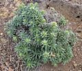 Echium-brevirame1 la palma 22-01-12