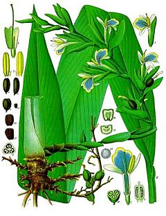 Archivo:Elettaria cardamomum - Köhler–s Medizinal-Pflanzen-057