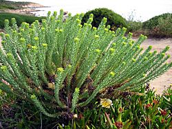 Archivo:Euphorbia paralias01