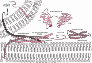 Archivo:Exocytosis-machinery-es
