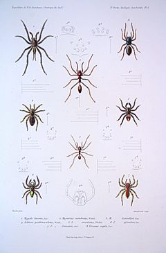 F de Castelnau-arachnidesPl01.jpg
