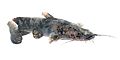 Flathead Catfish (Pylodictis olivaris)