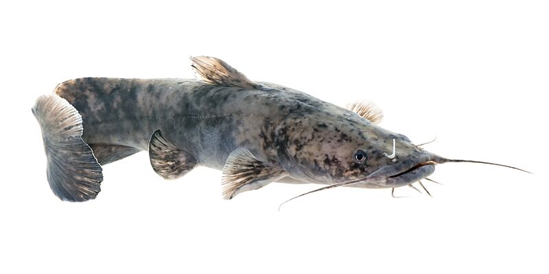 Flathead Catfish (Pylodictis olivaris)