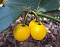 Garcinia intermedia 14