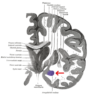 Archivo:Gray 718-amygdala