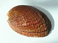 Haliotis supertexta 001