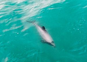 Archivo:Hectors delfin