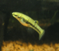 Heterandria formosa adult female