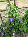 Ipomoea purpurea (Convolvulaceae) plant