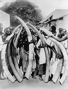 Archivo:Ivory trade