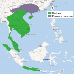 Distribución de la mangosta de Java
