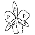 Labelle orchidee