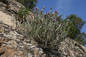 Archivo:Lavandula-stoechas-habitat1