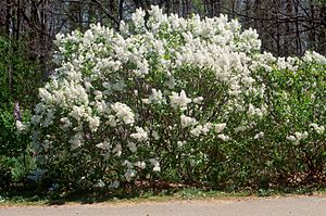 Archivo:Lilac cultivar