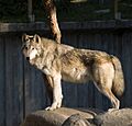 Lobo en el Zoo de Madrid 01 cropped