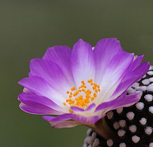 Archivo:Mammillaria luethyi (7214423752)