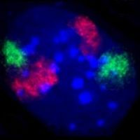 Archivo:MouseChromosomeTerritoriesBMC Cell Biol6-44Fig2e