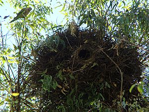 Archivo:Myiopsitta monachus -nest -Brazil-8b