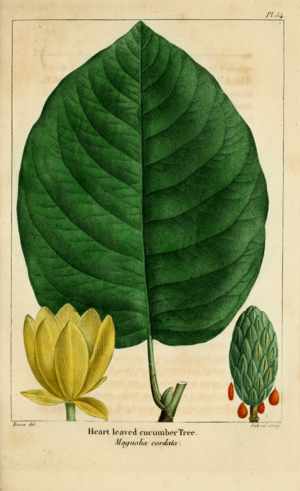 Archivo:NAS-054 Magnolia acuminata var subcordata