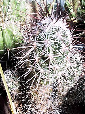 Archivo:Neolloydia conoidea 2