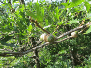 Archivo:Northern Pin Oak acorns
